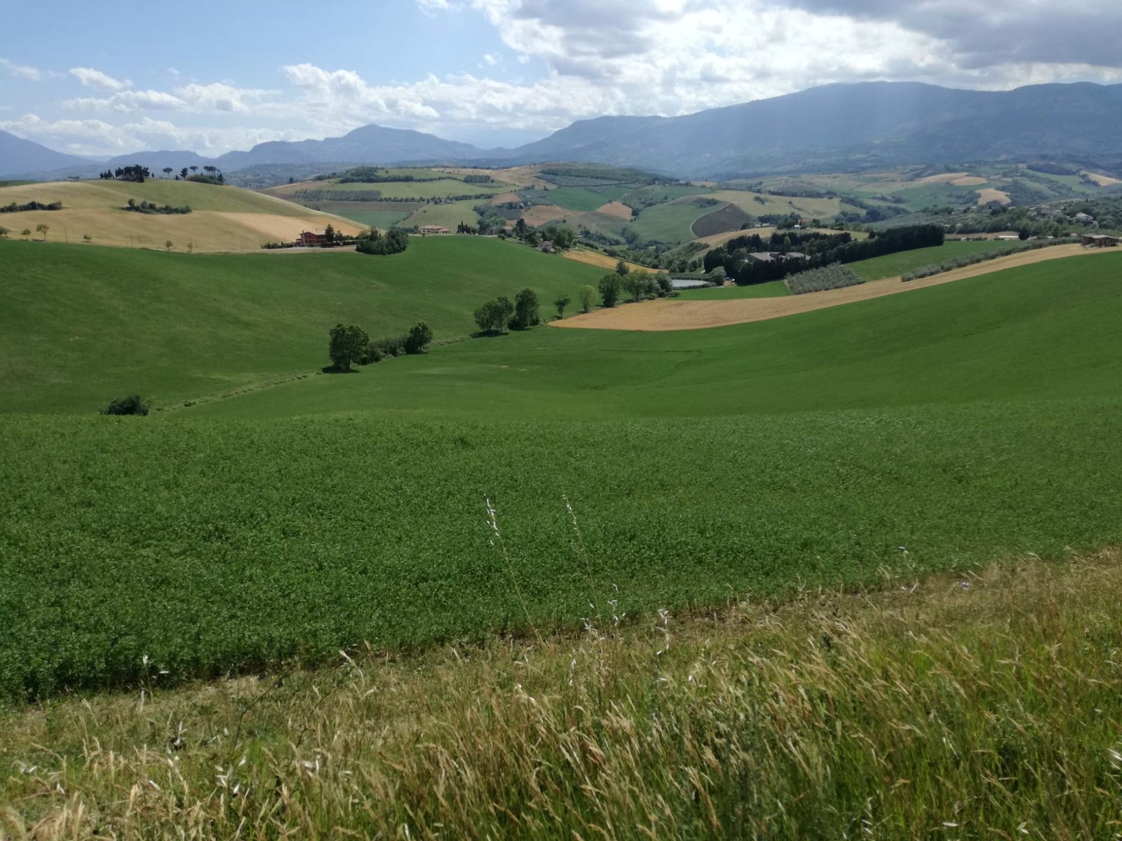 Campi coltivati sulle colline pescaresi