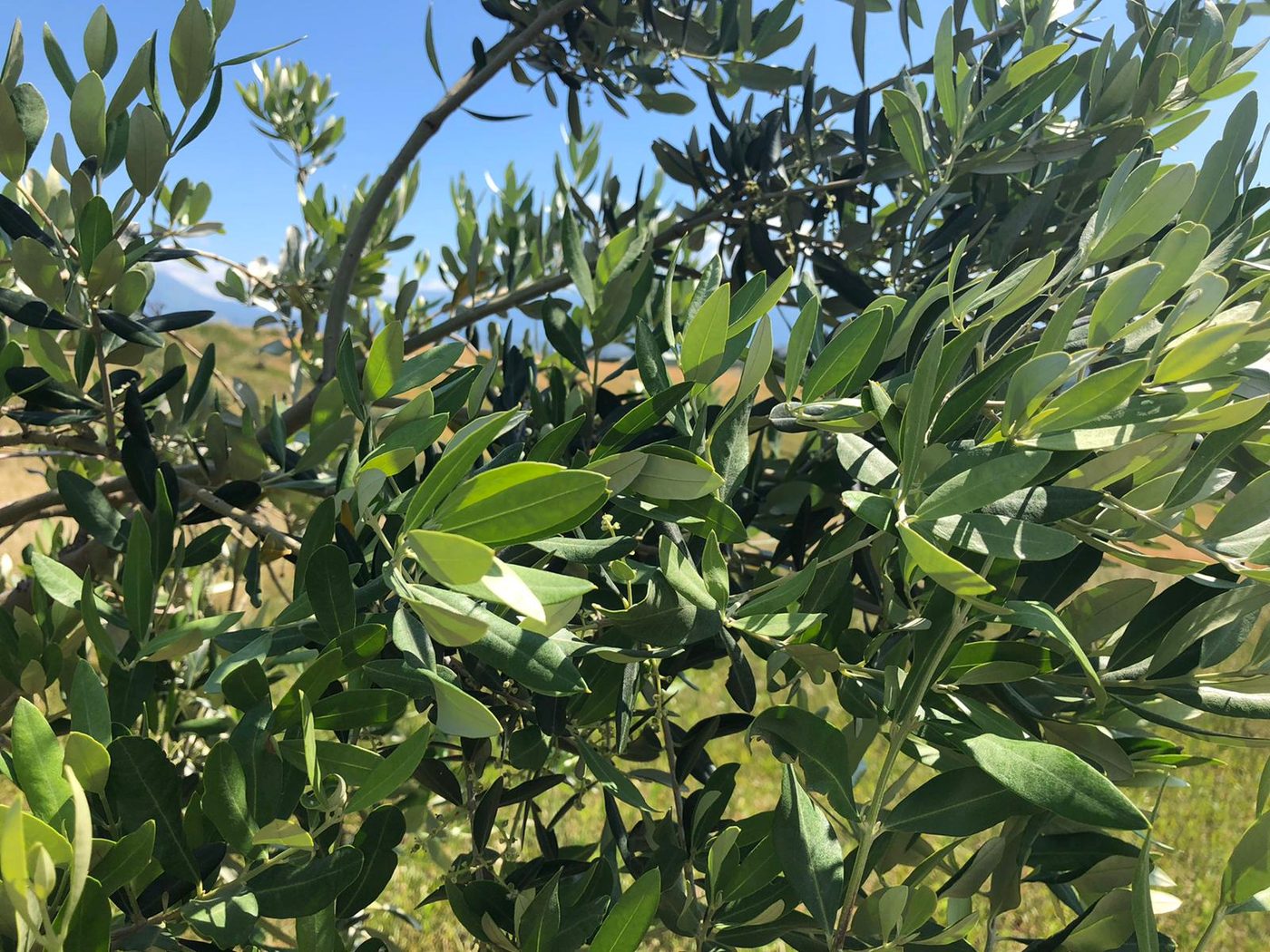 Olive sui rami prima della raccolta