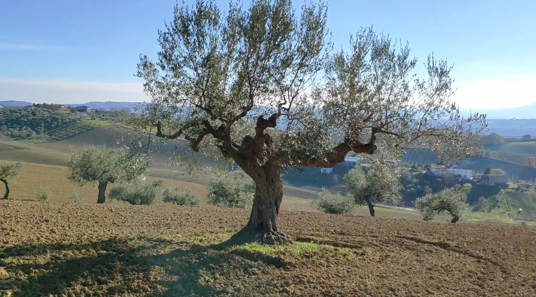 Ulivo secolare in mezzo al campo